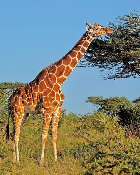 زرافة طويلة العنق تأكل من أغصان شجرة عالية في السافانا الأفريقية، وهي مثال رائع على عجائب الخلق والتكيف البيئي.