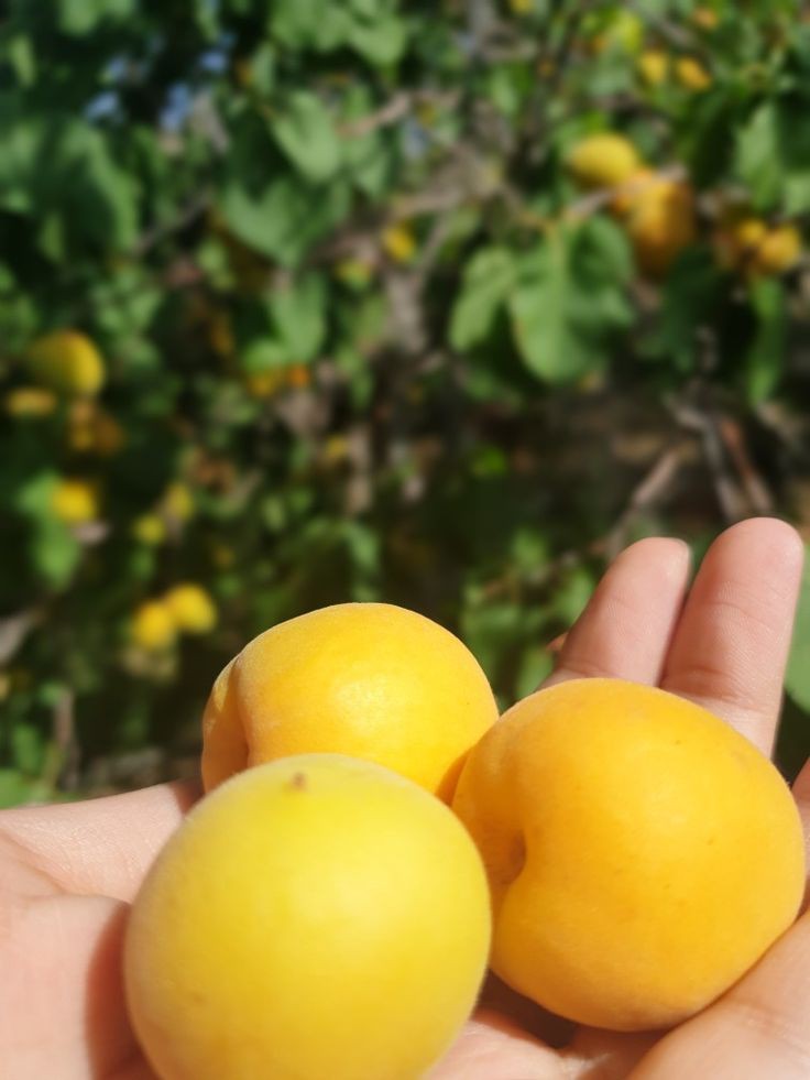 طلاب يقدمون الإذاعة المدرسية بحماس في طابور الصباح، مع التركيز على أهمية الغذاء الصحي والفواكه.