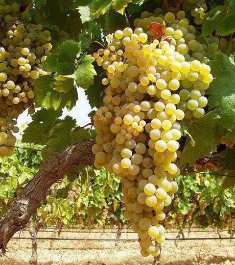 عناقيد من العنب الأحمر والأخضر الطازج، ترمز إلى موضوع الإذاعة المدرسية عن فوائد العنب وجماله