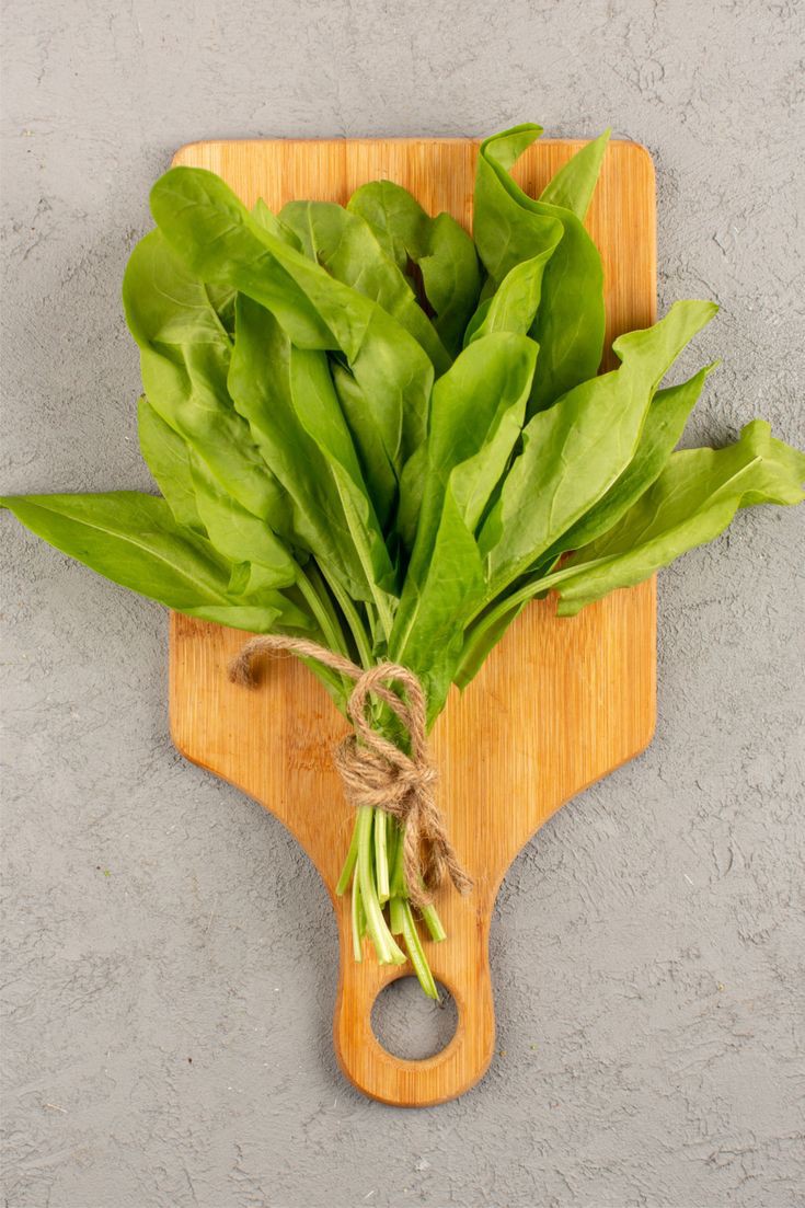 صورة توضيحية لحزمة من أوراق الجرجير الخضراء الطازجة، ترمز للصحة والغذاء الطبيعي في الإذاعة المدرسية