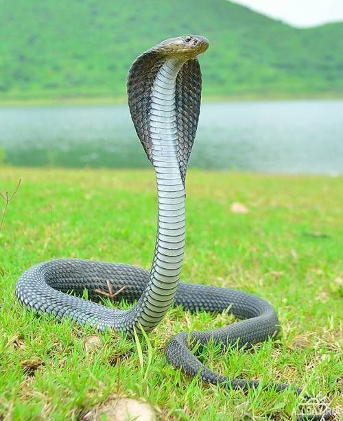 طلاب يقدمون الإذاعة المدرسية في طابور الصباح بحماس عن عالم الثعابين