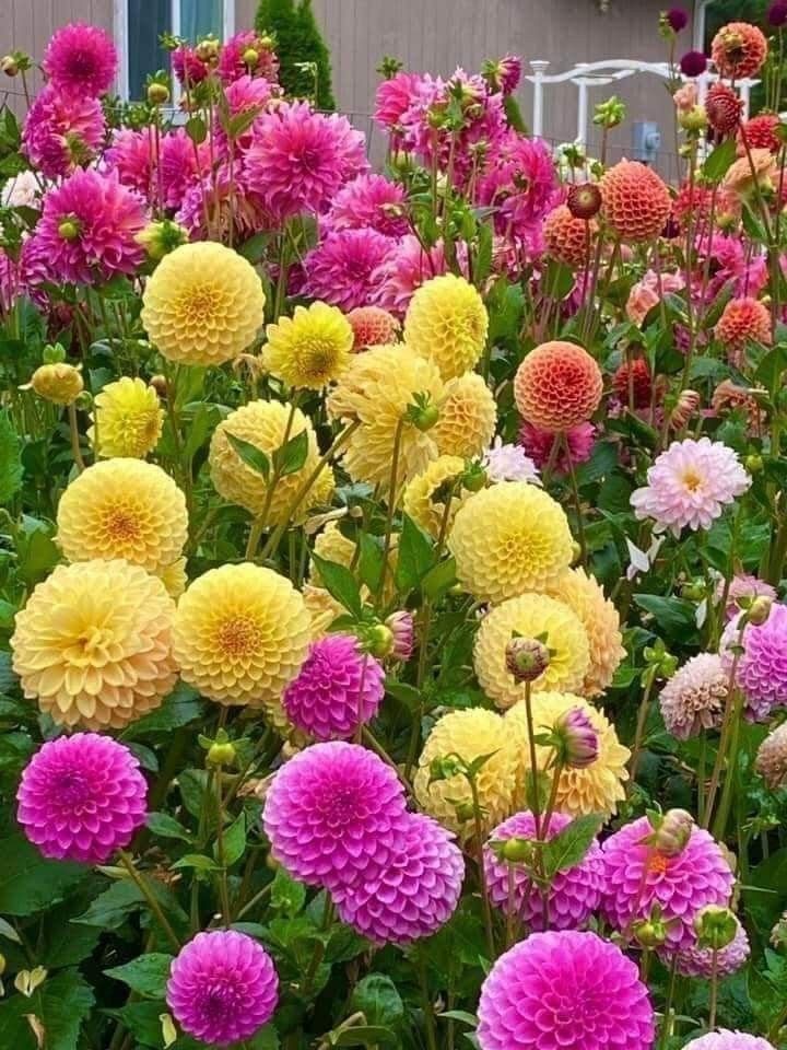 طلاب يقدمون فقرات الإذاعة المدرسية في ساحة المدرسة بحماس ونشاط حول موضوع النباتات