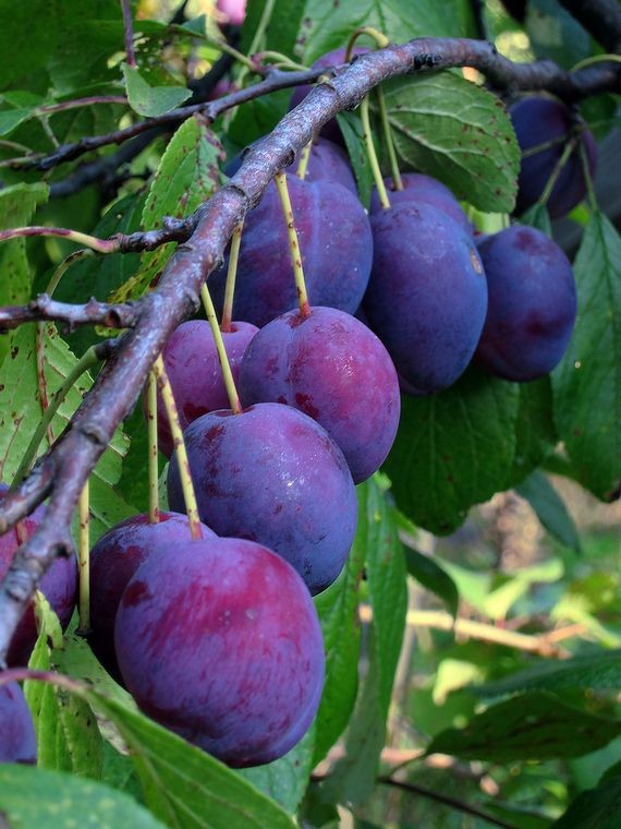 طالب يقدم كلمة الصباح في الإذاعة المدرسية عن أهمية الفواكه لصحة الجسم