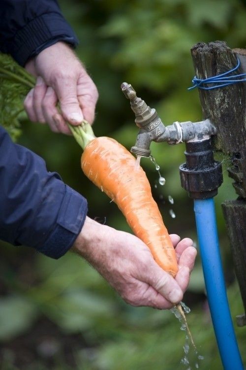 طالب يمسك جزرة طازجة استعداداً لتقديم فقرة في الإذاعة المدرسية عن فوائدها